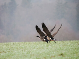 Kanadagans (Branta canadensis)