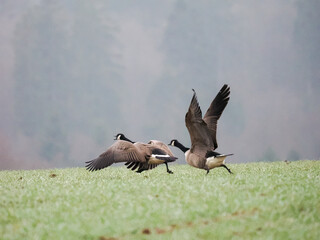 Kanadagans (Branta canadensis)