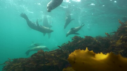 Seals and kelp underwater slow motion cinematic