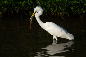 A great white egret catches a frog. 