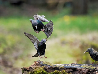 Star (Sturnus vulgaris)