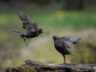 Star (Sturnus vulgaris)