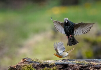 Star (Sturnus vulgaris)