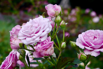 Purple and pink roses