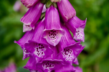 Purple foxgloves © Belinda