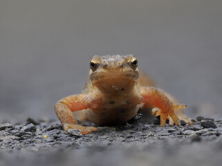 Fadenmolch (Lissotriton helveticus)