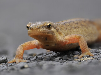 Fadenmolch (Lissotriton helveticus)