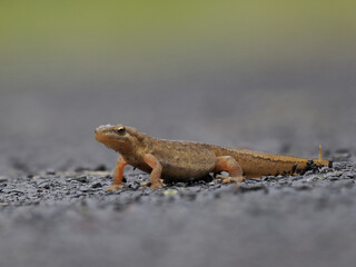 Fadenmolch (Lissotriton helveticus)