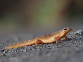 Fadenmolch (Lissotriton helveticus)