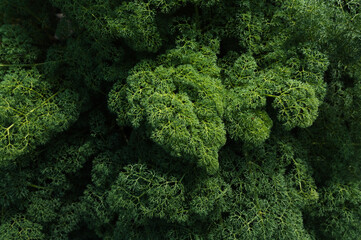 green ferula leaves in the perennial spring close-up. Natural background of plants
