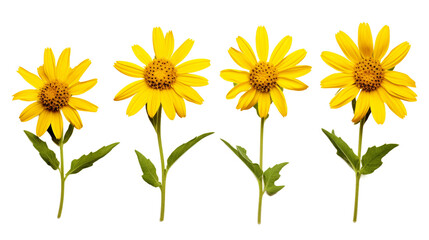 Naklejka premium Vibrant Arnica Flowers in a Summer Garden on a Transparent Background - Nature's Healing Beauty Captured Up-Close for Wellness and Herbal Medicine