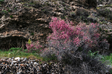 bush Amygdalus spinosissima blooming with red flowers in Aksu Canyon in Kazakhstan