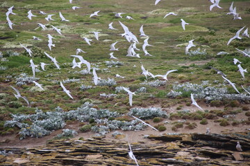 South American Terns (Sterna hirundinacea) taking flight at New island, Falkland Islands.