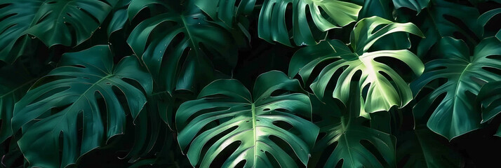 green leaves background,green  tropical leaves, green Monstera plant leaves, banner