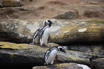 Magellanic Penguin (Speniscus magellanicus), New Island, Falkland Islands.
