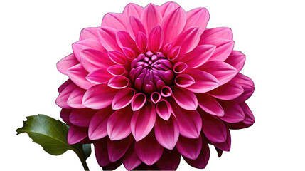 dahlia flower on front view png