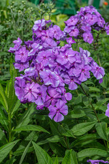 Purple phlox flowers