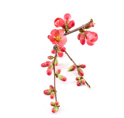 Fototapeta na wymiar Twig, buds and flowers of Chaenomeles Japonica,better knows as Japonese Quince or Maule's quince in springtime. White background