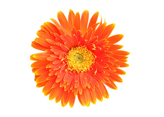 Bright orange Gerbera flowers heads isolated on white background with clipping path. Blooming...
