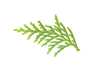 Green twig of Thuja orientalis plant isolated on white background with clipping path. Leaves of...