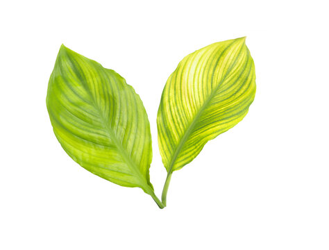 Beautiful Canna Lily leaves, Canna lily, India short plant or Canna indica L. Close-up of yellow and green leaves with stripe texture isolated on white background with clipping path. 