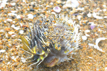 Dead Fish on beach of sand.