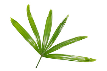 Close up Green leaves of Mangrove Fan Palm, Licuala spinosa Wurmb, isolated on white background with clipping path.