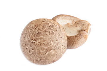 Fresh brown (Lentinula edodes) or shiitake edible mushrooms on white background. Medicinal herbs concept