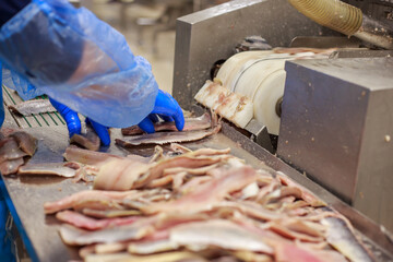Closeup view of cutted atlantic herring.