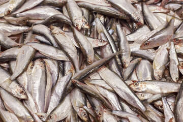 Obraz premium Top view of atlantic herring at fish plant.