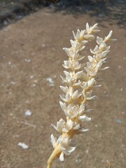 Flower of the Phoenix dactylifera L in the garden or date palm flower or flower of the date tree