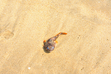 Dead Fish on beach of sand.