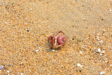 Crab on the beach in India.