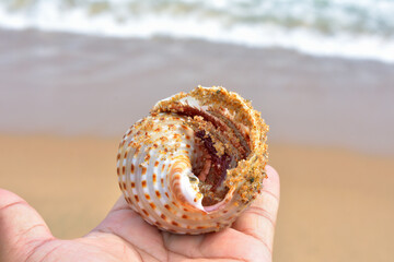 Hand holding a colorful seashell.