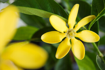 Gardenia carinata Wall. ex Roxb. Blooming Gardenia carinata wall flower with green leaves in the...