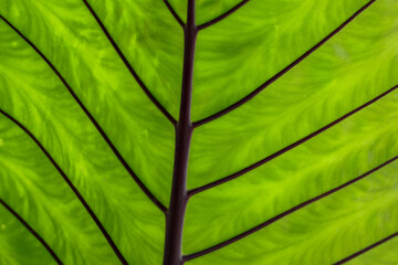 Close up of Black stem elephant ear (Colocasia fontanessi 'Black Stem'). Giant black stem alocasia leaves