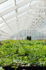 A greenhouse with plants in it