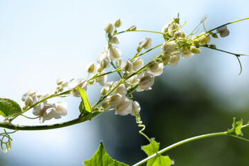 Blooming white mexican creeper flowers with blurry background. Antigonon leptopus, Alba, Polygonaceae, or Coral vine flower blossoming in the garden.