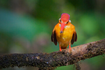 Oriental Dwarf Black-backed Kingfisher Ceyx