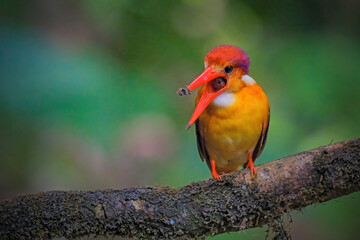 Oriental Dwarf Black-backed Kingfisher Ceyx