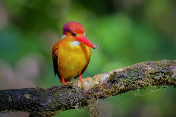 Oriental Dwarf Black-backed Kingfisher Ceyx