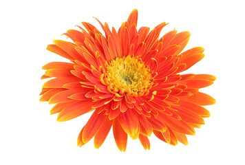 Bright orange Gerbera flowers heads isolated on white background with clipping path. Blooming...