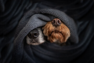 Two dogs wrapped in a blanket with their noses poking out