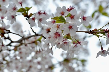 Springtime Explosion of Cherry Blossoms