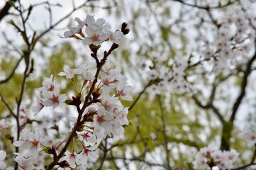Springtime Explosion of Cherry Blossoms