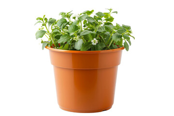 Potted Plant With Green Leaves. A potted plant with lush green leaves is displayed appears healthy and vibrant, with its leaves. On PNG Transparent Clear Background.