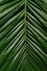 Full Frame shot of palm leaf