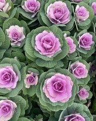 Overhead view of purple ornamental kale grown on a flower farm