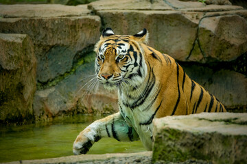 Portrait of Bengal tiger on the pond