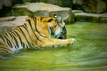 Portrait of Bengal tiger on the pond